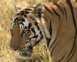 tiger