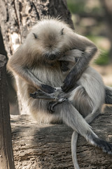 langur child affection