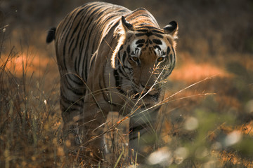 Naklejka premium tiger