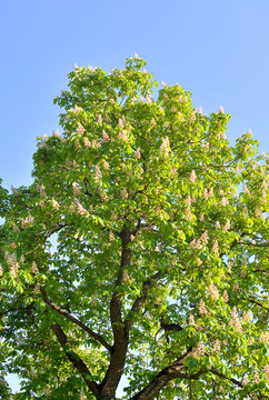 Blossoming chestnut tree.