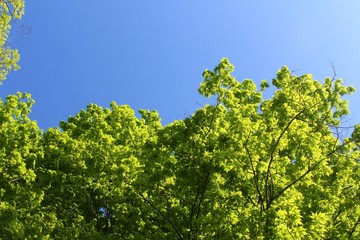 The tops of the green spring trees with the blue sky.