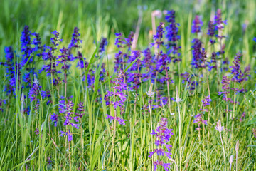 Wild flowers on a green summer meadow