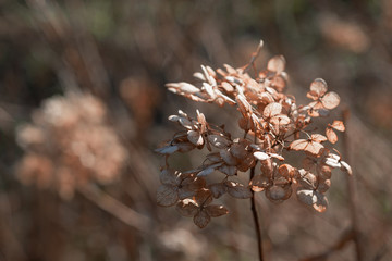 Flower hydrangea withered in spring
