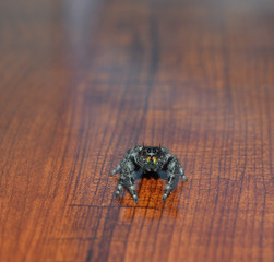 Macro photo of a black bold jumping spider looking at you on brown hardwood floor