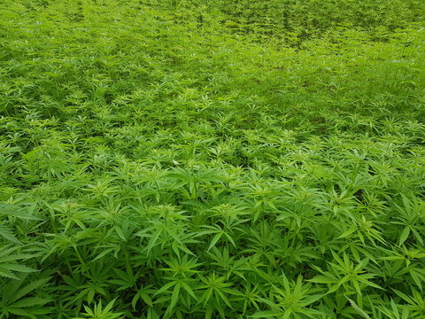 Green Canabis On Marihuana Field Farm