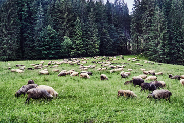 A herd of sheep grazing in a forest meadow in the Tatras in Poland