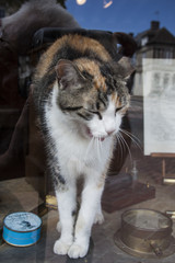 Cat  behind a glass store