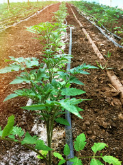 Tomatoes growing up on greenhouse natural green tomato red tomato