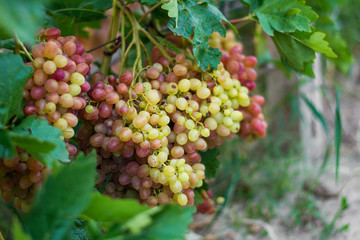 A huge bunch of ripe green-pink grapes for cooking wine and food, hangs on a bush.