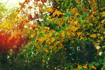 Autumn beautiful bright background. Colorful leaves, copy space