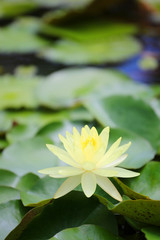 Yellow lotus or water lilies are blooming in the garden.