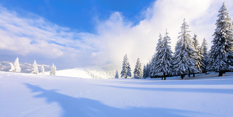 Fantastic fluffy Christmas trees in the snow. Postcard with tall trees, blue sky and snowdrift. Winter scenery in the sunny day.