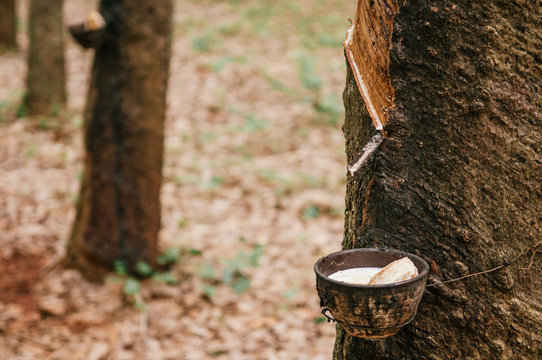 Milky latex in wooden bowl from Para rubber tree in southern Thailand.