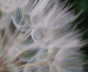 Windy seeds of Taraxacum officinale - obrazy, fototapety, plakaty