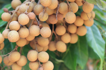 Fresh Longan on tree in the fruit garden.