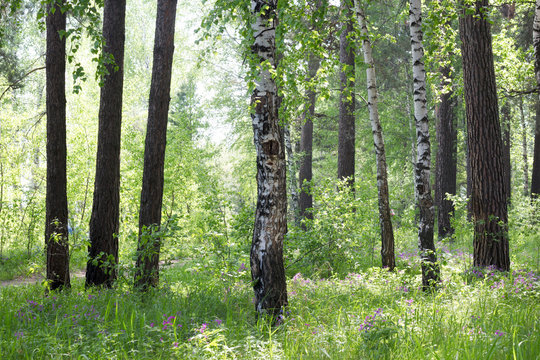 trees forest summer grass sunny edge