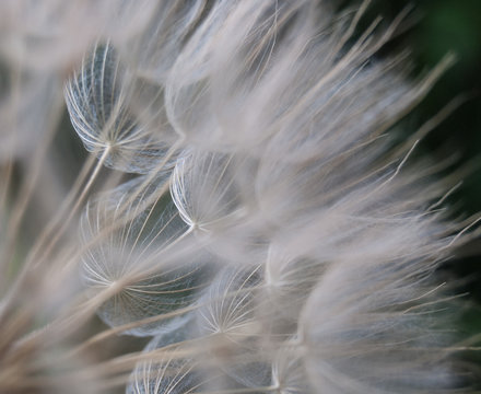 Fototapeta Windy seeds of Taraxacum officinale