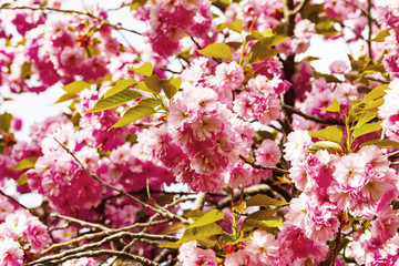 Blooming pink Japanese cherry or sakura flowers in Europe