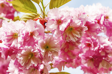 Blooming pink Japanese cherry or sakura flowers in Europe
