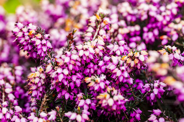 Common heather flower ( Calluna vulgaris ) in pink or velvet color