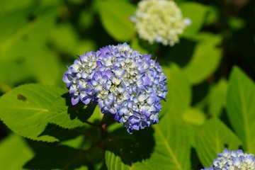 Hydrangea in the green
