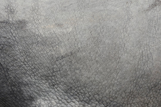 Fototapeta Surface of Elephant Leather skin background.