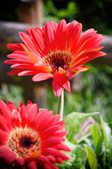 Le gerbere nel giardino