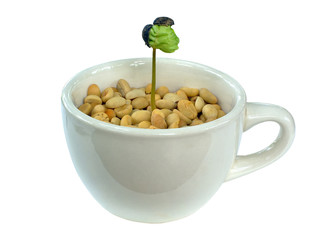 coffee sapling in coffe cup isolated on white