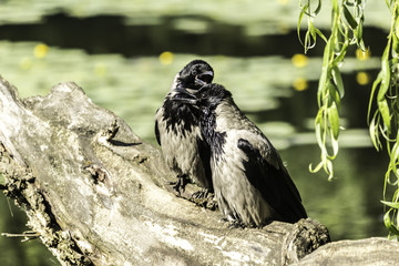Hot day.Two hooded  crows (Corvus cornix)  sits with its open beaks on the fallen tree near the...