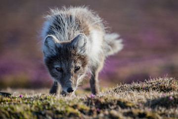 Lis polarny w wiosennej szacie © blackspeed