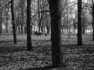 in a Moscow Park , a black-and-white photograph