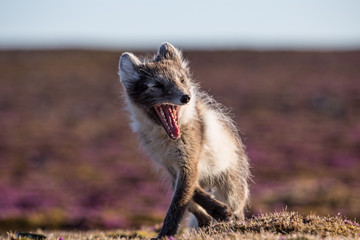 Lisie lato w Arktyce © blackspeed