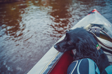The dog swims in a boat