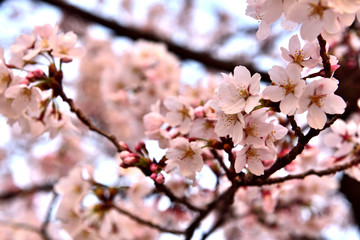 桜の花