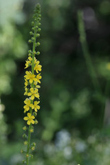 Gewöhnliche Odermennig (Agrimonia eupatoria), Ackerkraut oder Kleiner Odermennig