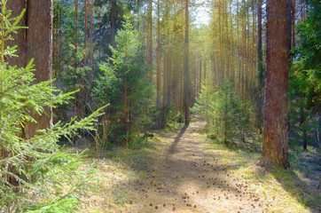 Sun Shining Over Forest Lane, Country Road, Path, Walkway Through Pine Forest. Sunset Sunrise In Summer Forest Trees.