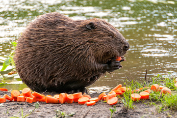 Female beaver sits on riverside in profile and nibbles red carrot. Moscow, Russia.