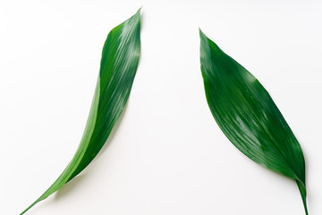 Palm leaves on white background with copy space