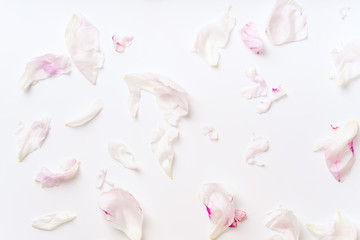 Pink peony petals pattern on white background