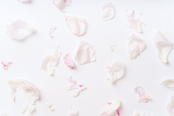 Pink peony petals pattern on white background