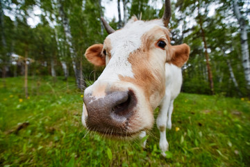 Comical and curious cow stretches her head to the camera lens