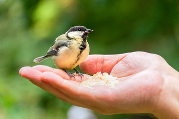 Tomtit sits on male hand palm up in profile against blurred background. Moscow, Russia.