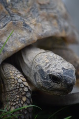 Tortoise close focus