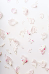 Pink peony petals pattern on white background