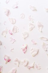 Pink peony petals pattern on white background