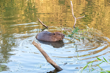Beaver kid sits in water near riverside. Moscow, Russia.