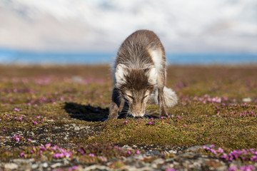 Lis polarny w wiosennej szacie © blackspeed