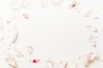 Pink peony petals on white background framed with copy space at the center