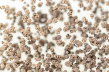 Rhizopus (bread mold) is a genus of common saprophytic fungi,Rhizopus (bread mold) under the microscope.