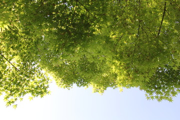 若葉29　fresh green29